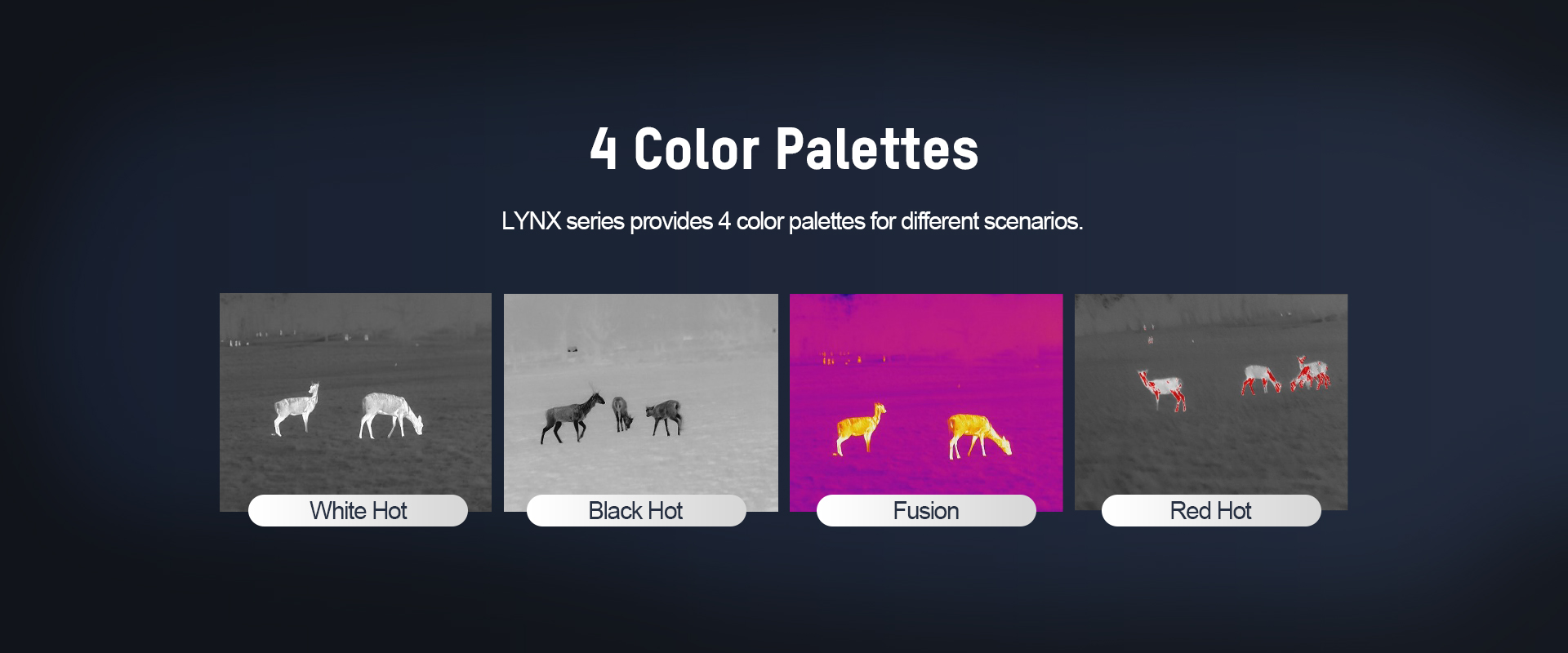 06-4 Color Palettes_LYNX.jpg